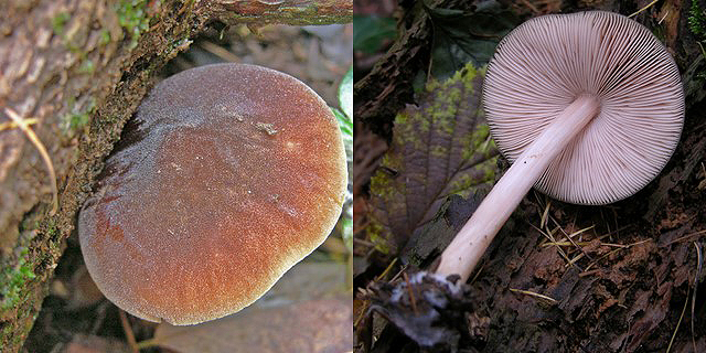 Ritrovamenti sabato 31.